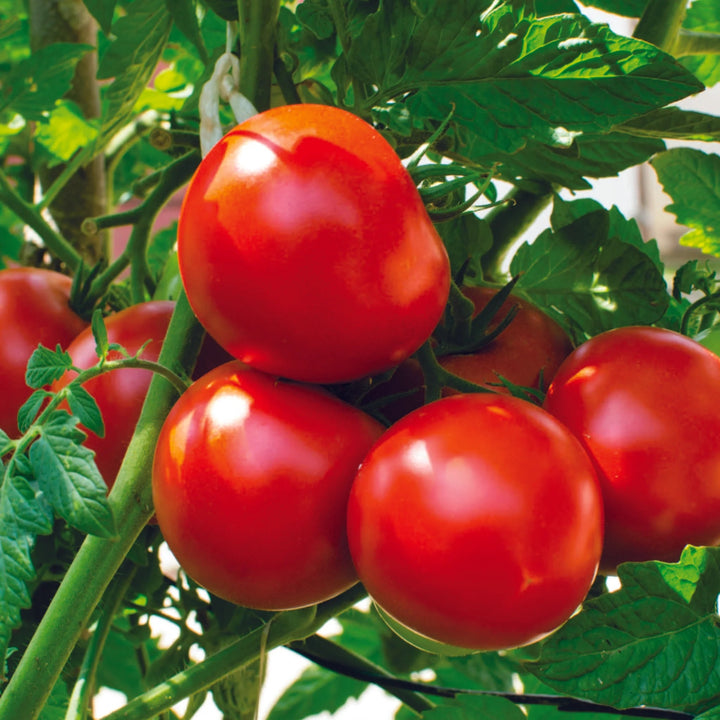 Burbank Tomato Seeds for Planting – Heirloom Non-GMO Organic Garden Seeds – Firm Red Tomatoes by Luther Burbank