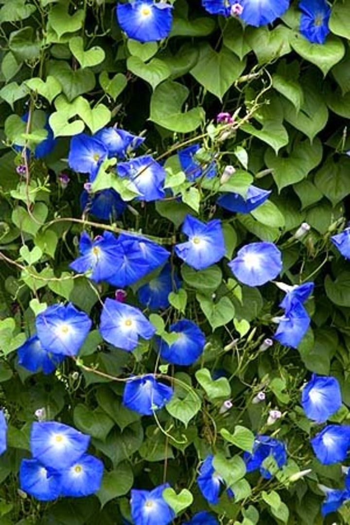 Dark Blue Nasturtium Flower Seeds for Garden – Heirloom, Non-GMO, Easy to Grow, High Germination