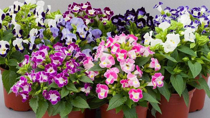 Mixed Torenia Flower Seeds for Planting – Heirloom Non-GMO, High Germination Organic Garden Seeds