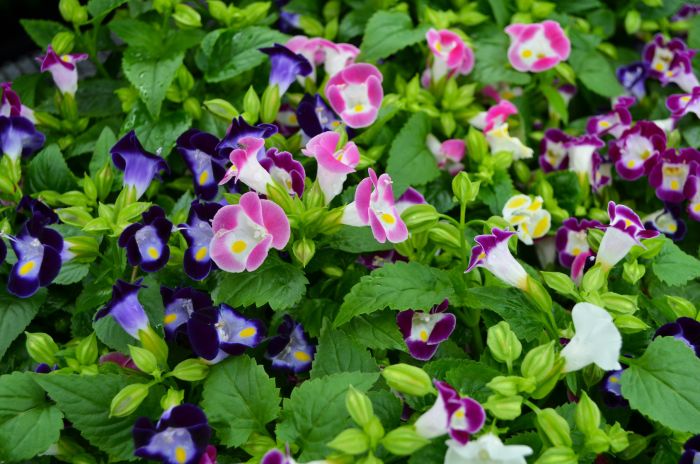 Torenia Kauai Flower Seeds for Planting – Heirloom, Non-GMO, High Germination Seeds
