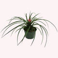 Pink Tillandsia Cyanea Flower Seeds for Planting – Heirloom, Non-GMO, High Germination Organic Garden Seeds