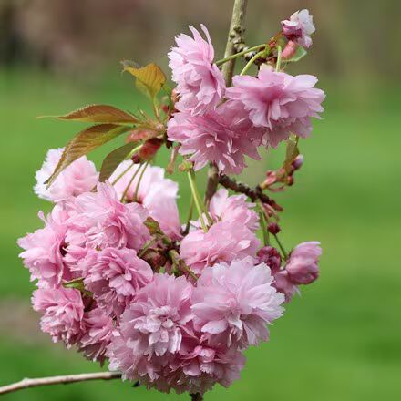 Baby Pink Weeping Forsythia Flower Seeds for Planting | Heirloom, Non-GMO, High Germination