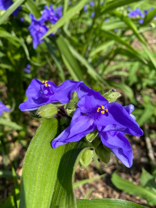Blue Tradescantia Flower Seeds for Planting – Heirloom Non-GMO, High Germination Organic Garden Seeds