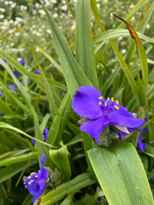 Blue Tradescantia Flower Seeds for Planting – Heirloom Non-GMO, High Germination Organic Garden Seeds