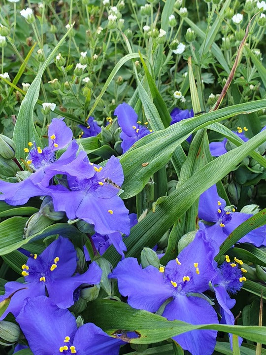 Blue Tradescantia Flower Seeds for Planting – Heirloom Non-GMO, High Germination Organic Garden Seeds