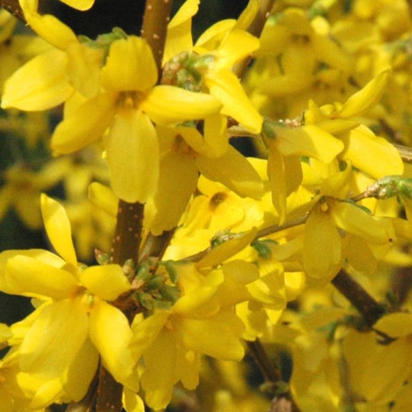 Trifoliate Forsythia Flower Seeds for Planting | Heirloom Non-GMO High Germination Organic Garden Seeds