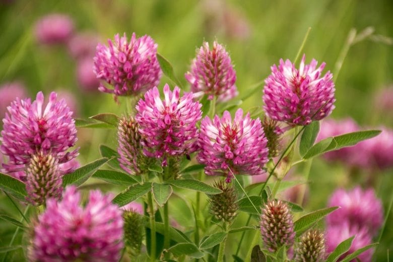 Pink Trifolium or Clover Flower Seeds for Planting – Heirloom Non-GMO High Germination