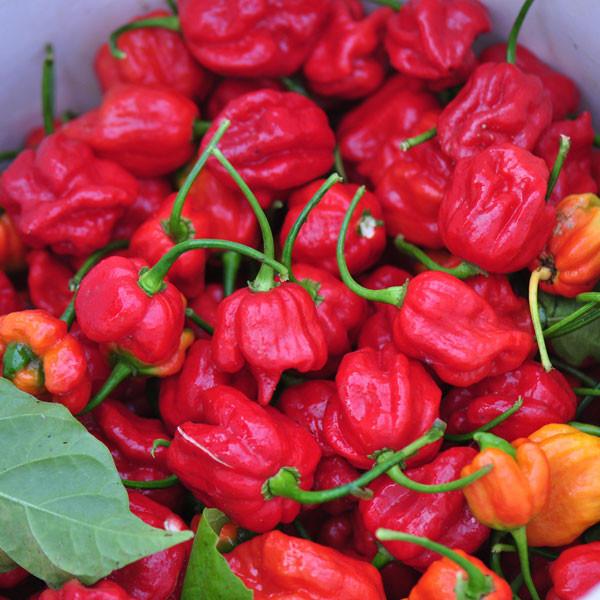 Butch T Scorpion Pepper Seeds for Planting – Heirloom, Non-GMO, Super Hot Pepper – High Germination