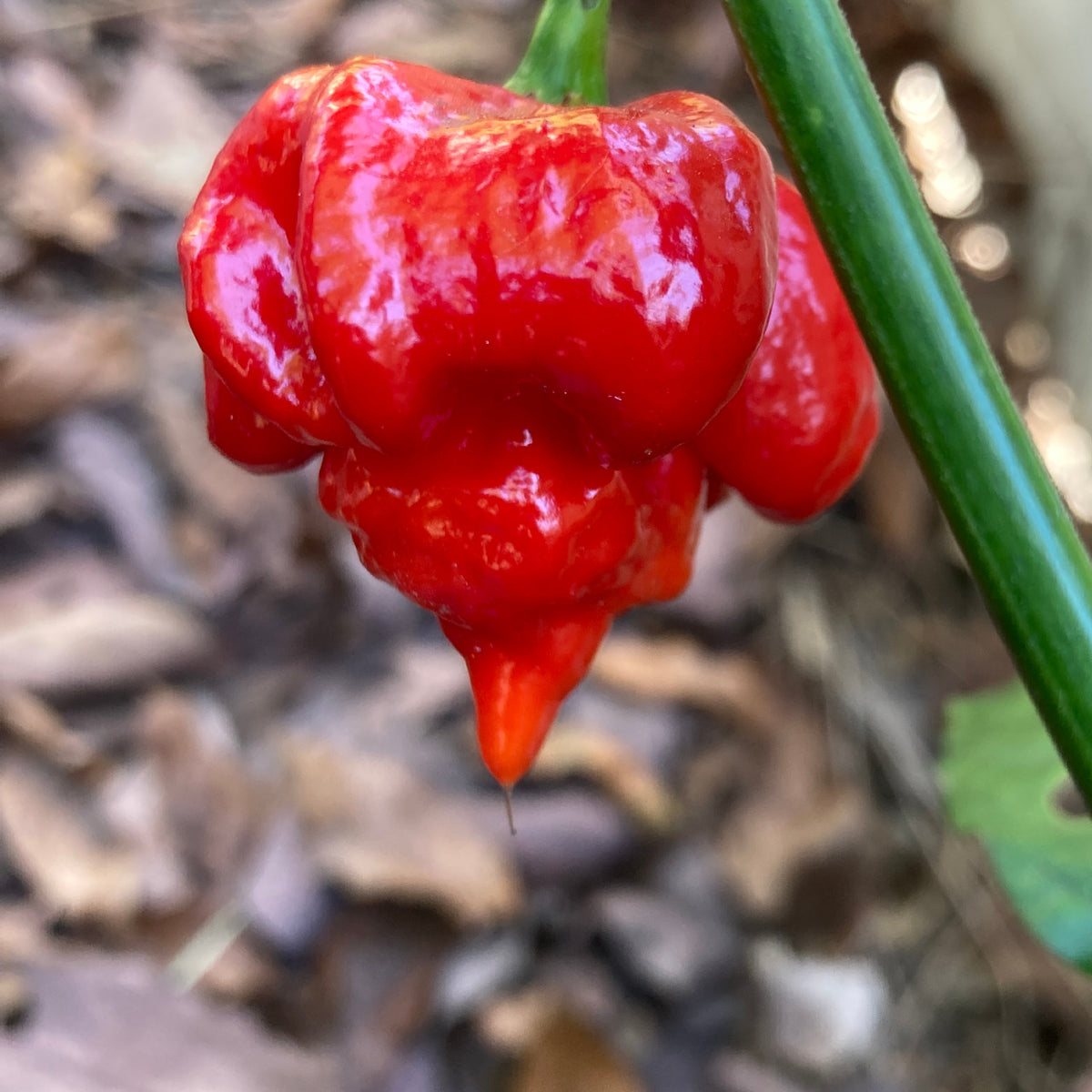 Butch T Scorpion Pepper Seeds for Planting – Heirloom, Non-GMO, Super Hot Pepper – High Germination