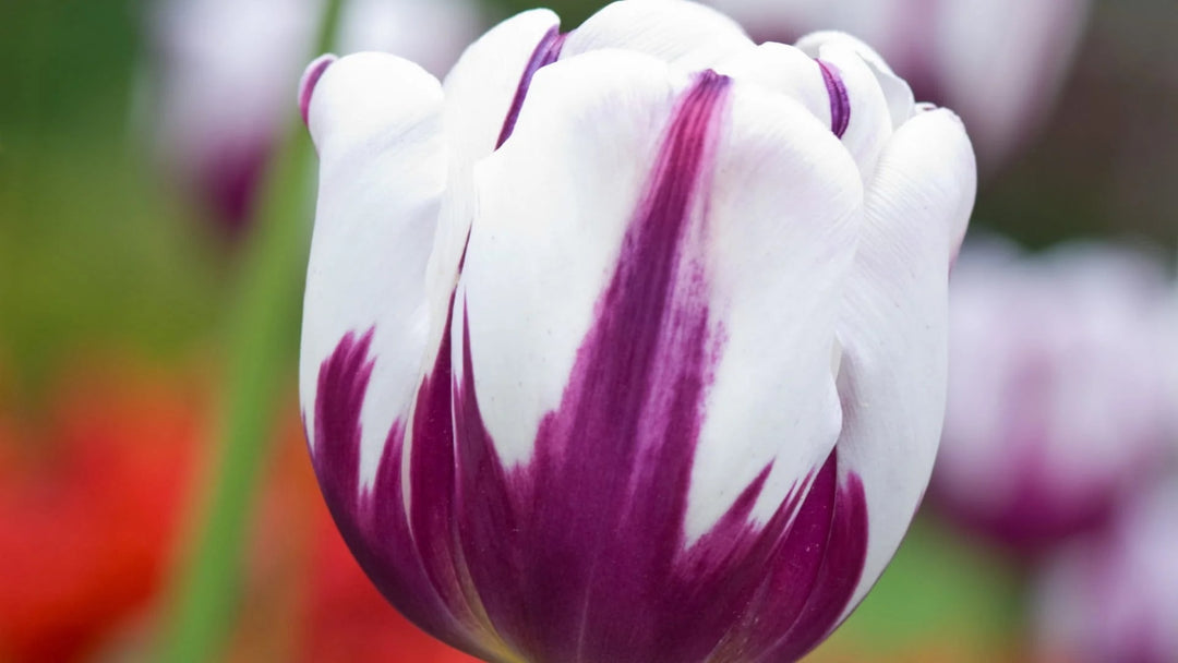 White Violet Tulip Flower Seeds for Planting – Heirloom, Non-GMO, High Germination Seeds