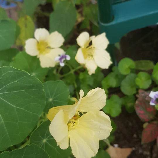 Cream Nasturtium Flower Seeds for Planting – Heirloom, Non-GMO, High Germination Garden Seeds