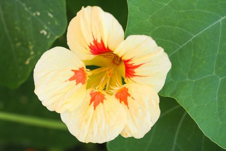 Light Peach Nasturtium Flower Seeds for Garden – Heirloom, Non-GMO, Fragrant Blossoms, High Germination