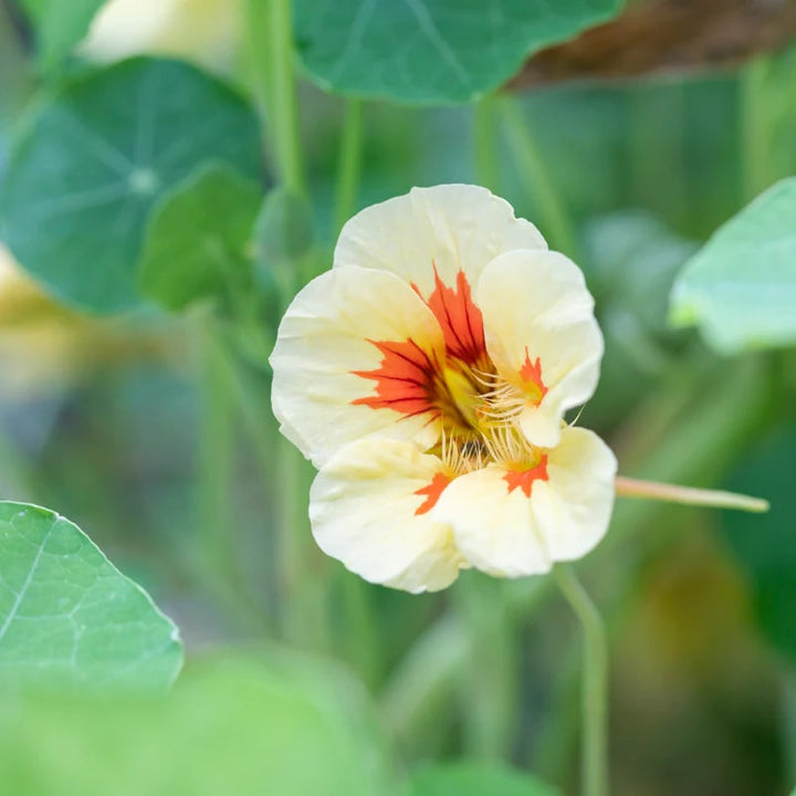 Light Peach Nasturtium Flower Seeds for Garden – Heirloom, Non-GMO, Fragrant Blossoms, High Germination