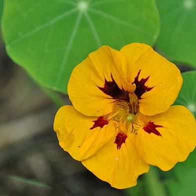 Yellow Tropaeolum Majus Flower Seeds for Planting – Heirloom, Non-GMO, Seasonal Bloomer, High Germination