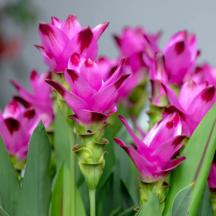 Curcuma Alismatifolia Flower Seeds for Planting – Heirloom, Non-GMO, High Germination Organic Garden Seeds