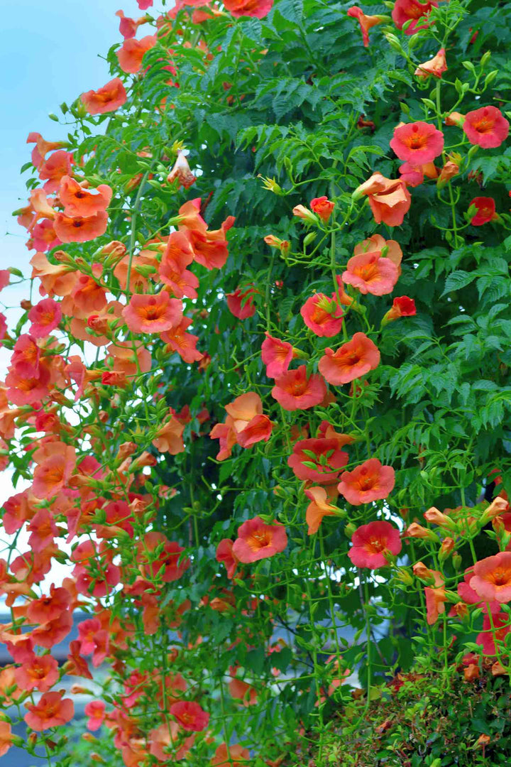 Climbing Flower Seeds for Planting – Heirloom Non-GMO, High Germination Organic Garden Seeds