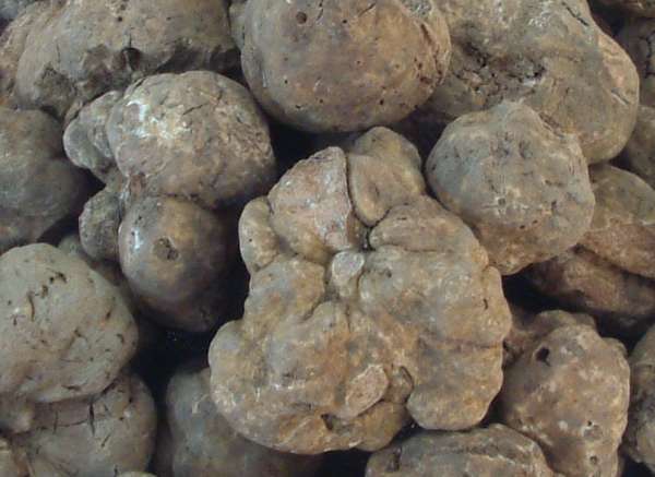 Tuber Magnatum Truffle Spores for Planting – Heirloom Non-GMO Rare Gourmet Mushroom Seeds with High Germination for Organic Gardens