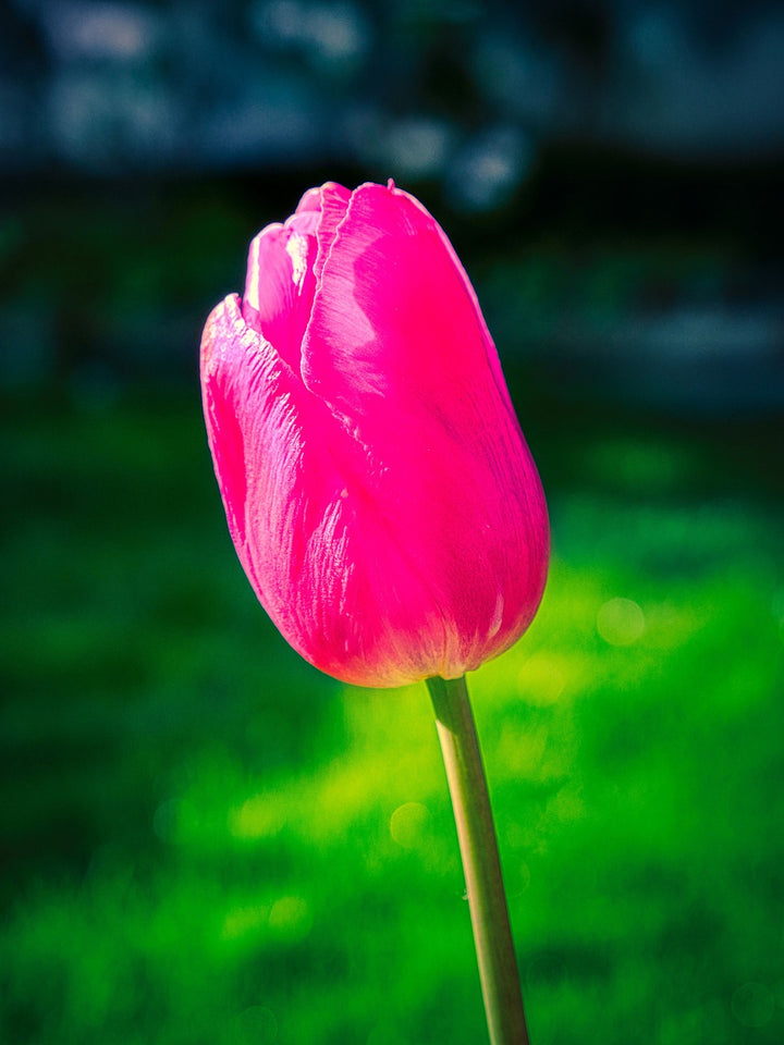 Pink Tulip Flower Seeds for Planting – Heirloom, Non-GMO, High Germination, Perfect for Borders