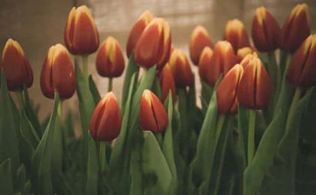Brown Tulip Flower Seeds for Planting – Heirloom, Non-GMO, Drought Tolerant, High Germination