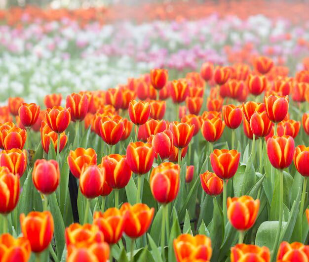 Red Orange Tulip Flower Seeds – Premium Quality, Heirloom & Non-GMO for Home Garden