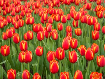 Red Orange Tulip Flower Seeds – Premium Quality, Heirloom & Non-GMO for Home Garden