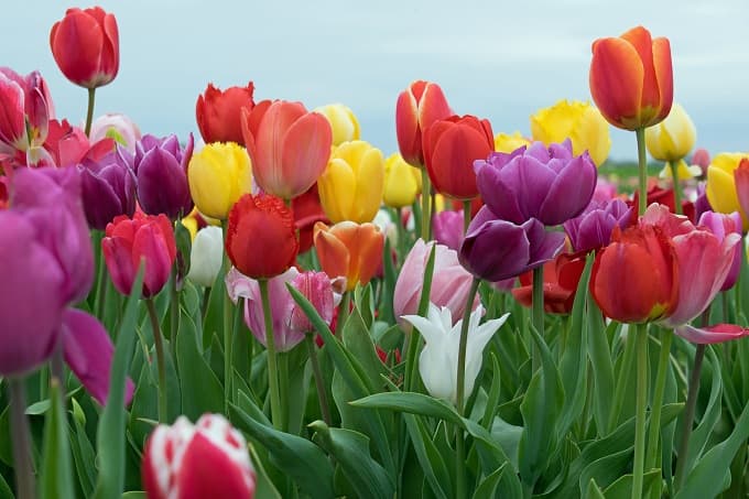 Tulip Flower Seeds for Planting – Heirloom Non-GMO Organic Garden Seeds