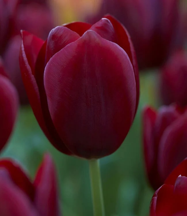 Deep Red Tulip Flower Seeds for Planting – Heirloom, Non-GMO, Bright Blooms, High Germination