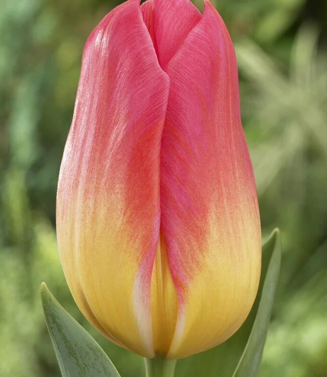 Yellow Pink Tulip Flower Seeds for Planting – Heirloom, Non-GMO, High Germination Organic Garden Seeds