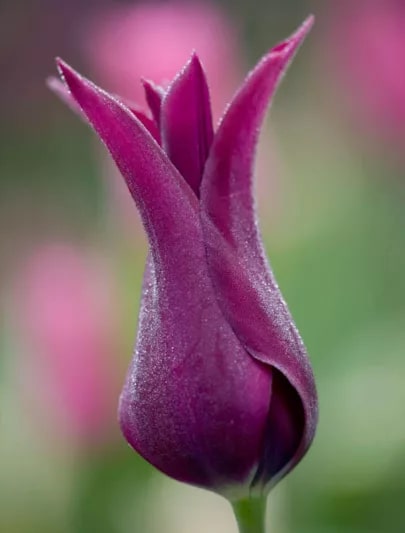 Burgundy Tulip Flower Seeds for Planting – Heirloom, Non-GMO, Cut Flower Favorite, High Germination