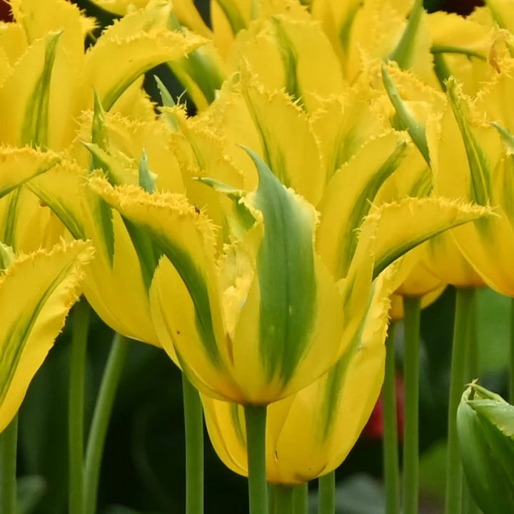 Yellow Green Tulip Flower Seeds for Planting Heirloom Non-GMO High Germination Organic Garden Seeds
