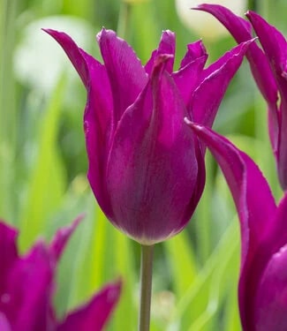 Burgundy Tulip Flower Seeds for Planting – Heirloom, Non-GMO, Cut Flower Favorite, High Germination