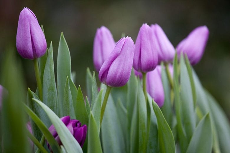 Violet Tulip Flower Seeds for Planting – Heirloom, Non-GMO, Shade Tolerant, High Germination