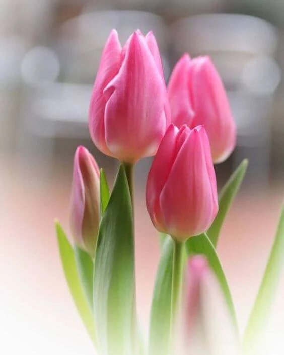Pink Tulip Flower Seeds for Planting – Heirloom, Non-GMO, High Germination, Perfect for Borders