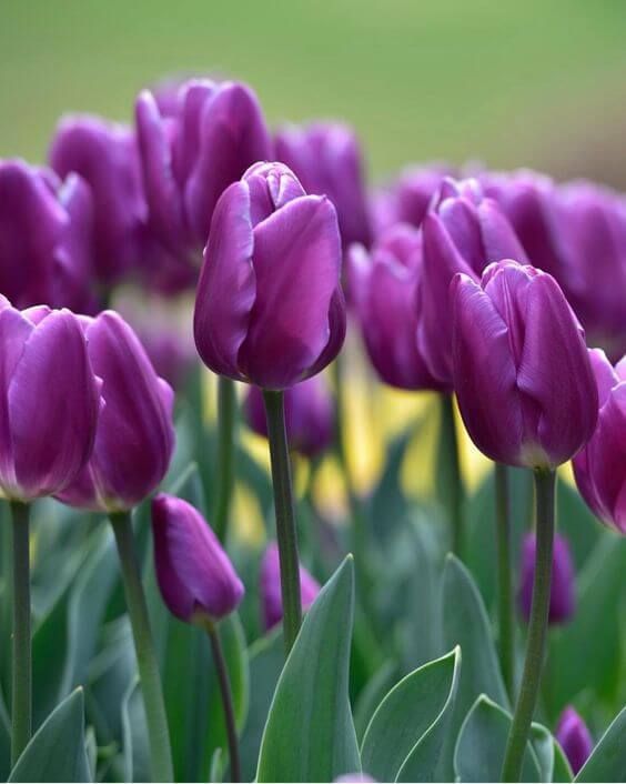 Violet Tulip Flower Seeds for Planting – Heirloom, Non-GMO, High Germination Organic Garden Seeds