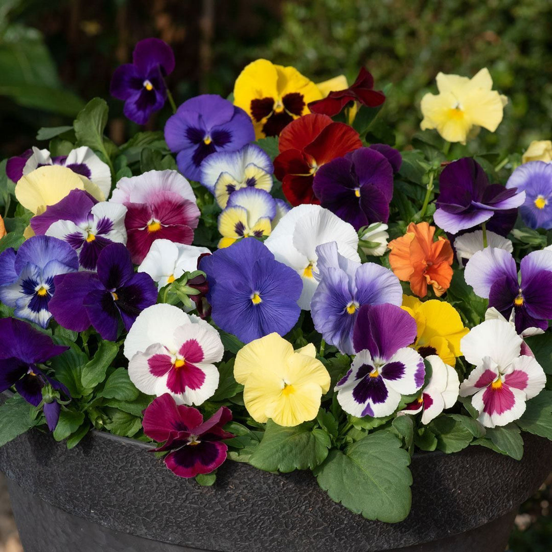 Mixed Colour Pansy Flower Seeds for Planting – Heirloom Non-GMO High Germination Organic Garden Seeds