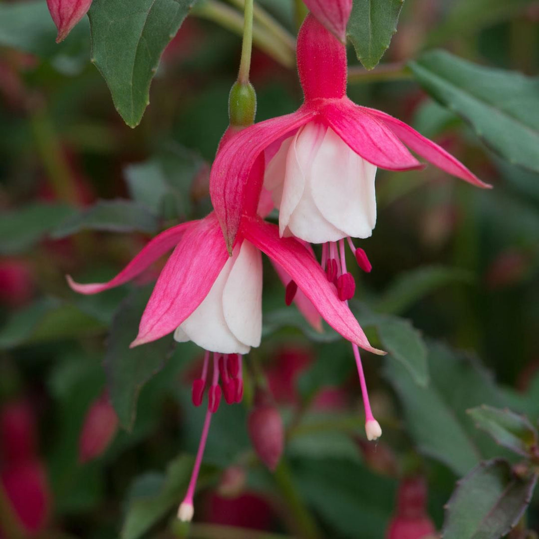 White Pink Fuchsia Flower Seeds for Planting – Bright Blooms, Heirloom & GMO Free Seeds for Home Gardens | Organic Garden Seeds