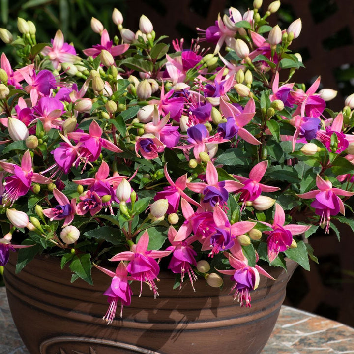 Light Violet Pink Fuchsia Flower Seeds for Planting - Heirloom, Non-GMO, High Germination Garden Seeds