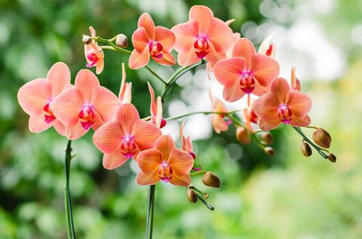 Orange White Phalaenopsis Orchid Flower Seeds for Planting – Hardy Variety, Heirloom & Non-GMO Garden Seeds