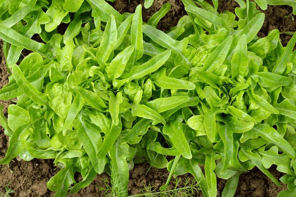 Celery Seeds for Planting – Heirloom & Non-GMO, High Germination Organic Garden Seeds