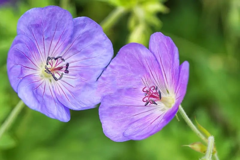 Purple Geranium Pelargonium Flower Seeds for Planting – Heirloom, Non-GMO, Vibrant, High Germination Seeds