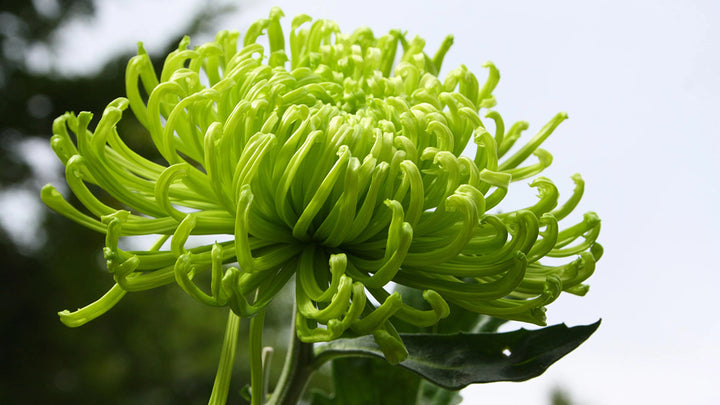 Green Spider Chrysanthemum Flower Seeds for Planting – Heirloom, Non-GMO, High Germination Organic Garden Seeds