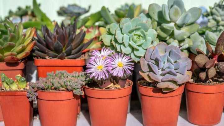 Succulents Flower Seeds for Planting – Heirloom, Non-GMO, Organic Garden Seeds, High Germination