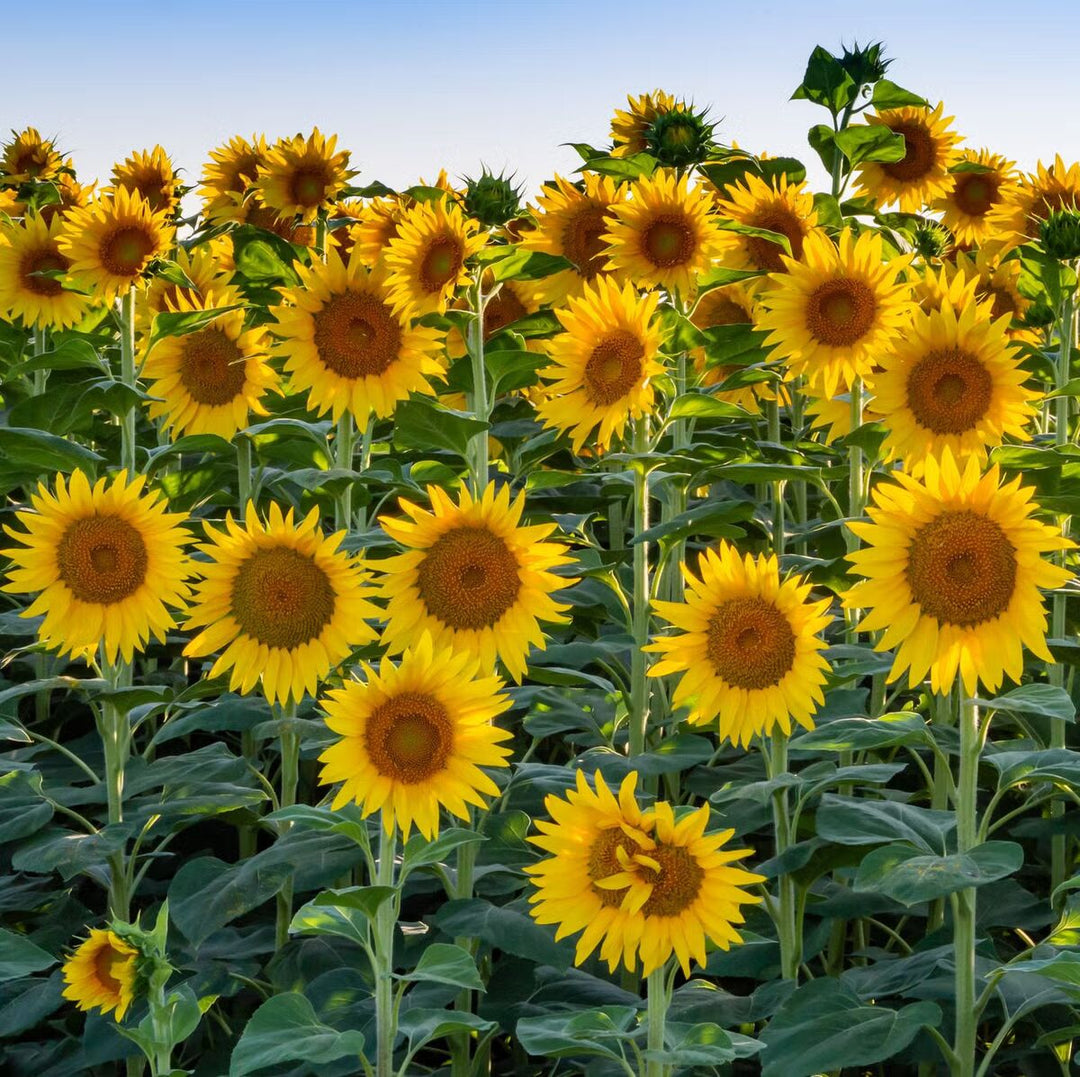 SunFlower Seeds for Planting – Easy to Grow, Heirloom, Non-GMO, High Germination