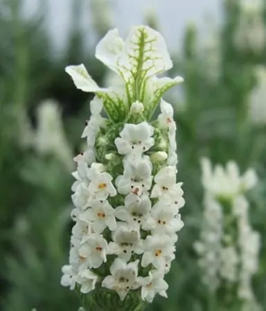 White Lavender Ellagance Flower Seeds for Planting | Heirloom Non-GMO High Germination Seeds