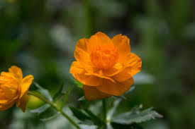 Orange Siberian Flower Seeds for Planting – Bright Blooms, Heirloom & Non-GMO Seeds for Home Garden, 100pcs