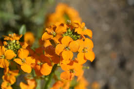 Orange Siberian Flower Seeds for Planting – Bright Blooms, Heirloom & Non-GMO Seeds for Home Garden, 100pcs