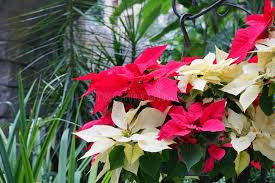 Yellow Red Poinsettia Flower Seeds for Planting – Vibrant Colors, Heirloom & Non-GMO Seeds for Home Garden, 100pcs