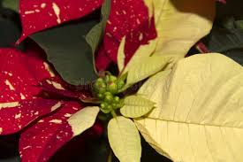 Yellow Red Poinsettia Flower Seeds for Planting – Vibrant Colors, Heirloom & Non-GMO Seeds for Home Garden, 100pcs