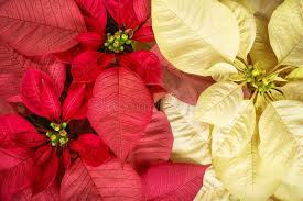 Yellow Red Poinsettia Flower Seeds for Planting – Vibrant Colors, Heirloom & Non-GMO Seeds for Home Garden, 100pcs