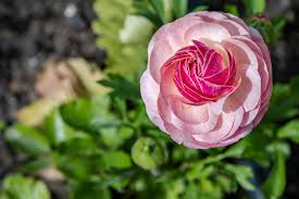 Pink White Ranunculus Flower Seeds for Planting – Garden Favorite, Heirloom & Non-GMO Seeds for Home Garden, 100pcs